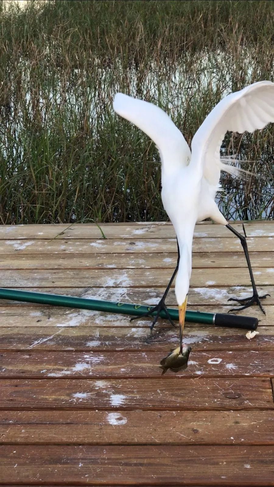 A white bird is standing on a wooden deck with a fish in its beak.