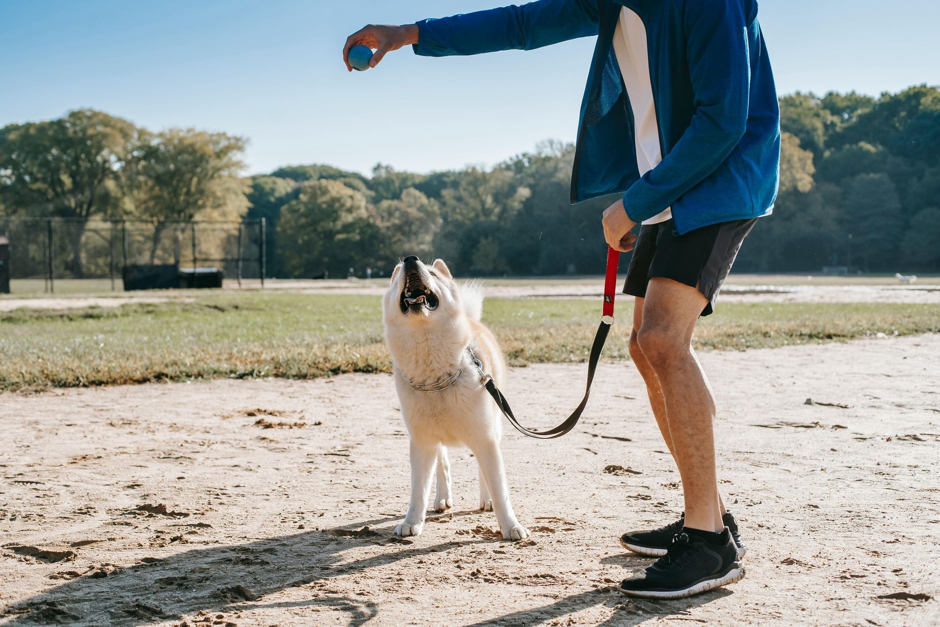 Person in blue jacket throws a ball for a dog on a leash in a park.