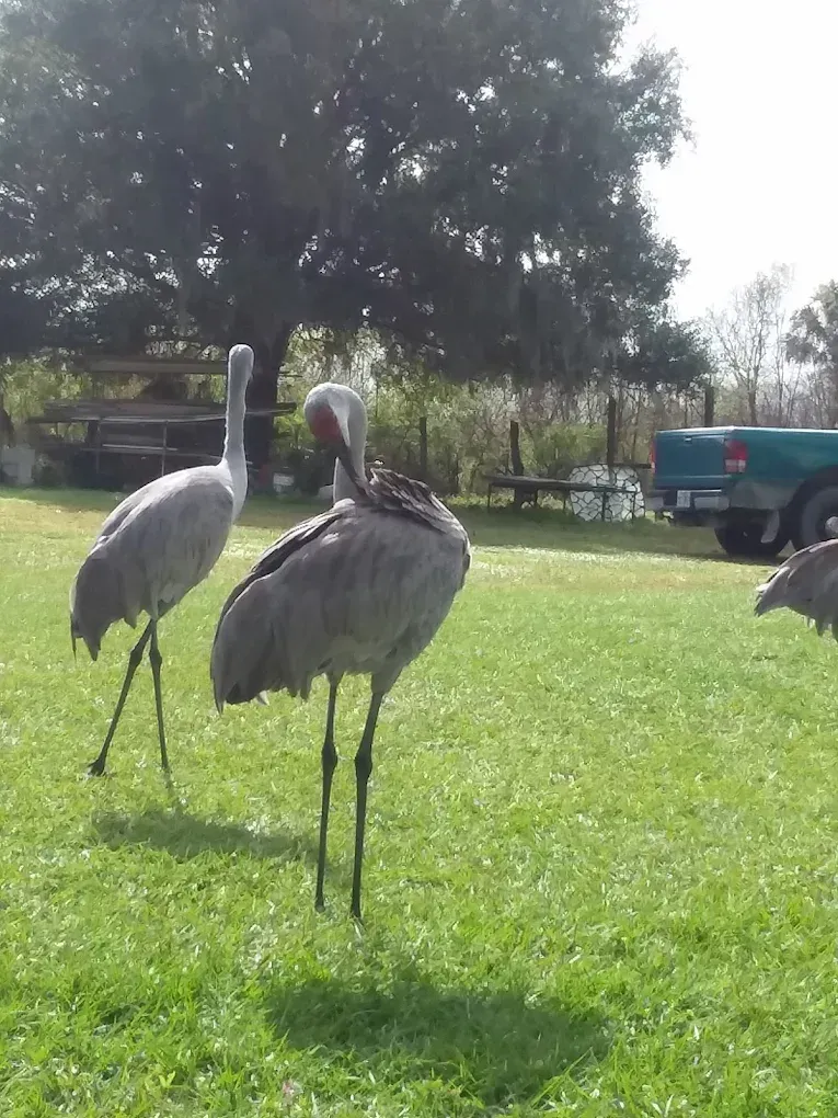 Three birds standing in a grassy field with a truck in the background