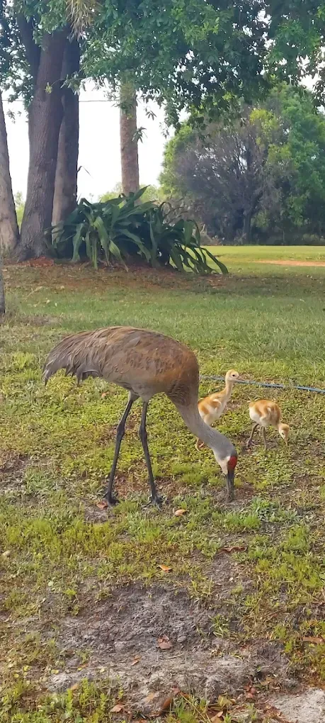 A bird with a long neck is standing in the grass in a park.