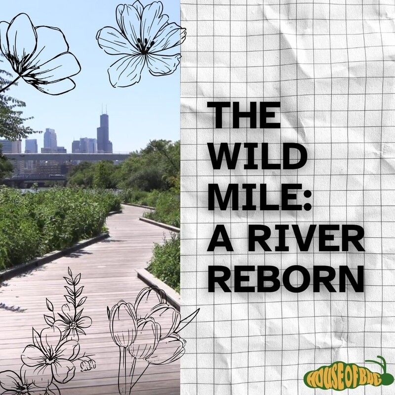 Wooden path along a river with Chicago skyline. Title card: The Wild Mile: A River Reborn. Floral sketches.