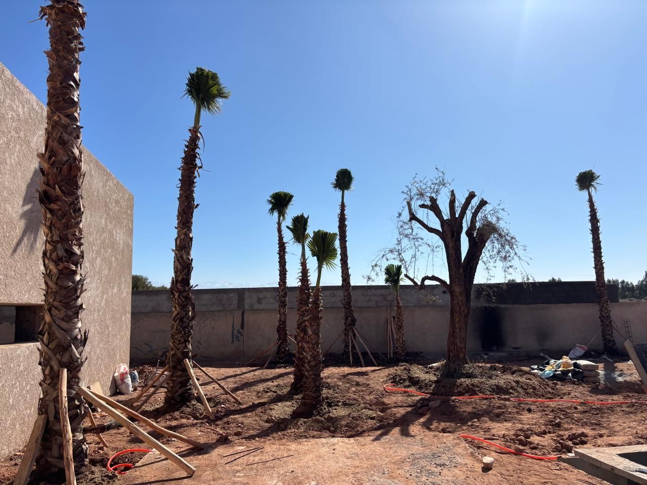Plantation de Palmiers à Marrakech post chantier