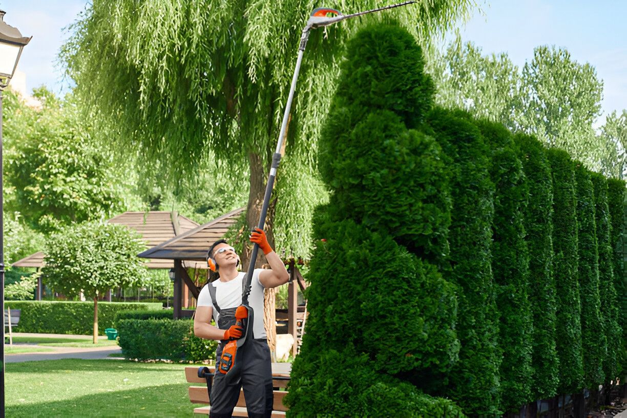 Man trimming a tall hedge with a pole saw, sunny outdoor setting.