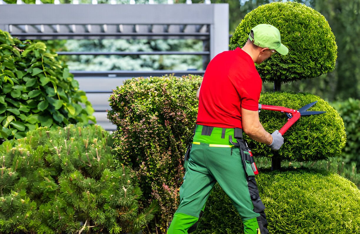 Gardener in red shirt and green pants pruning a topiary with red shears outdoors.