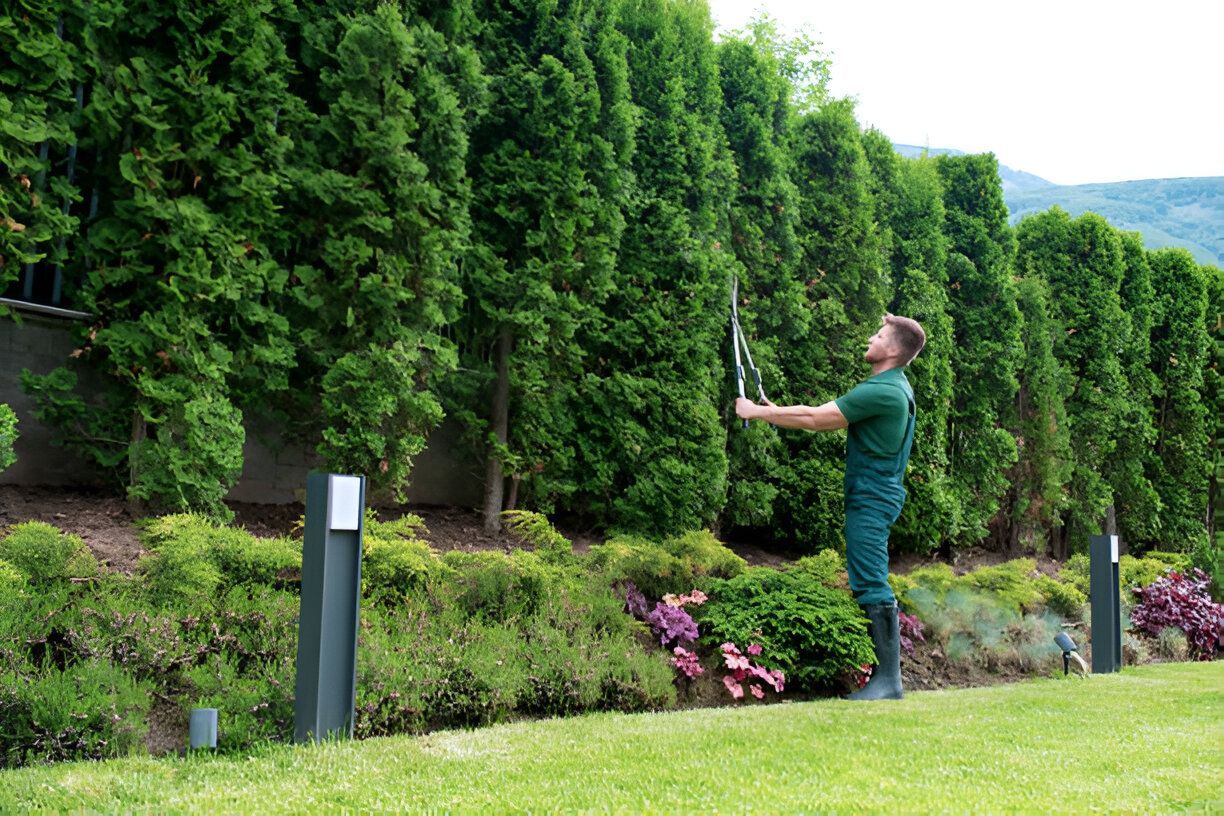 Man trimming tall evergreen hedge with long shears in a manicured garden.