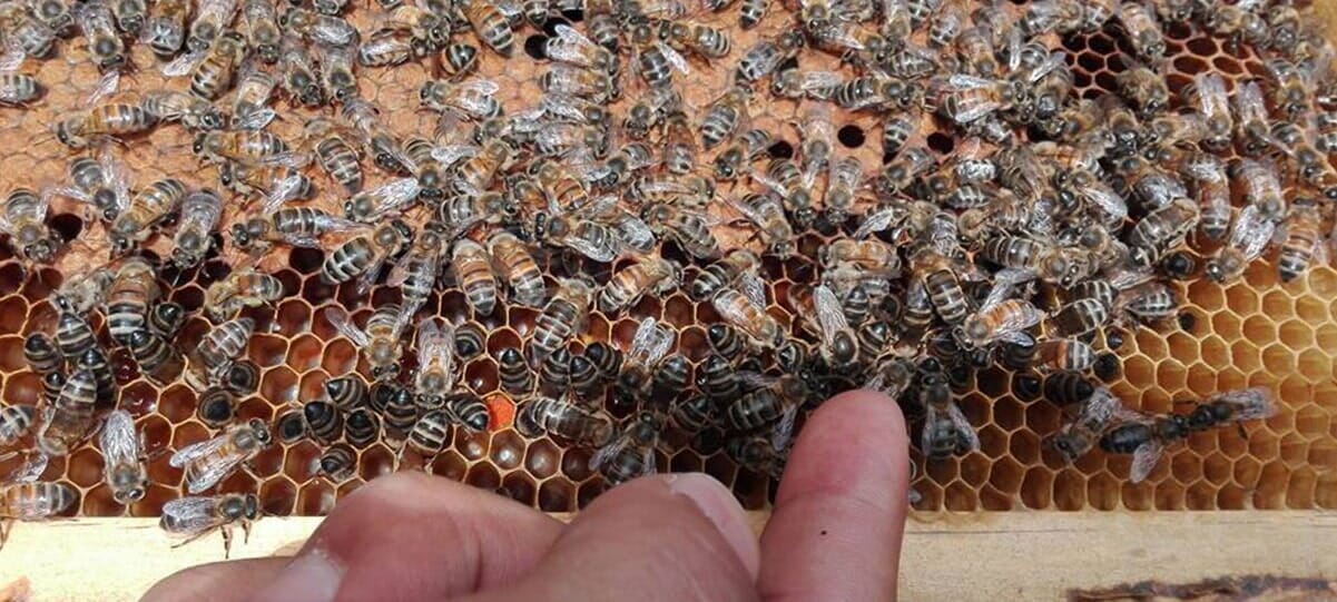 Una vista de cerca de un panal cubierto de abejas; un dedo señala el panal.