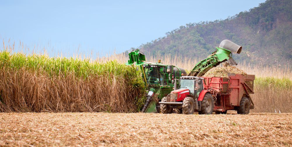 Cane Farming In Queensland — Catalyst Accounting & Tax in Warwick, QLD