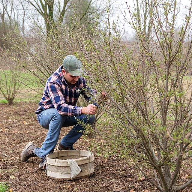 Man pruning a bush outdoors, with a bucket at his feet.
