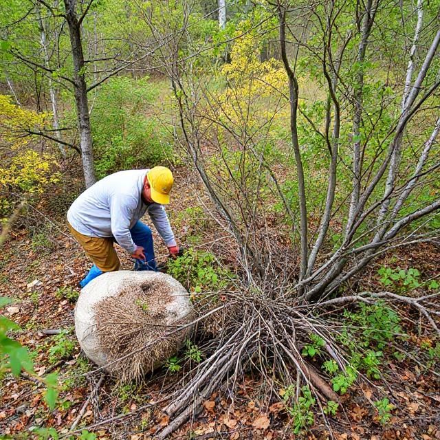 Person in yellow hat near a large, round object, cutting a bush in a wooded area.