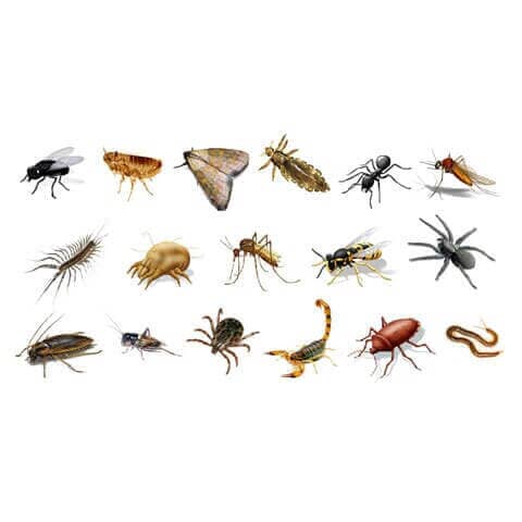 CONTROL DE PLAGAS EL GRILLO