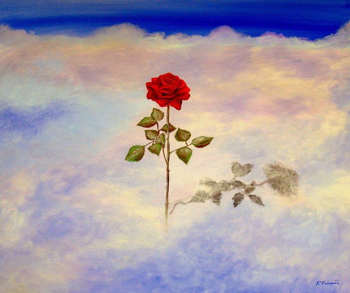 Immagine di una rosa