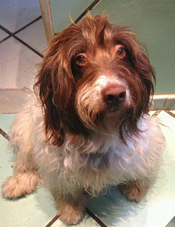 cane bianco e marrone