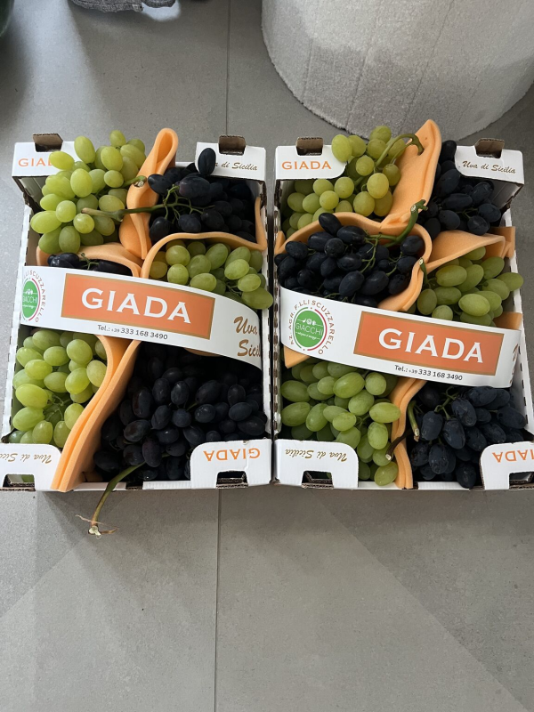 Uva nera lucente, grappolo compatto in campo