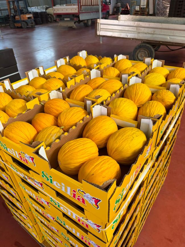 Melone siciliano