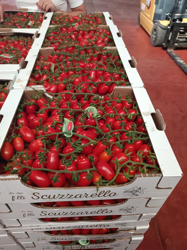 Melone siciliano