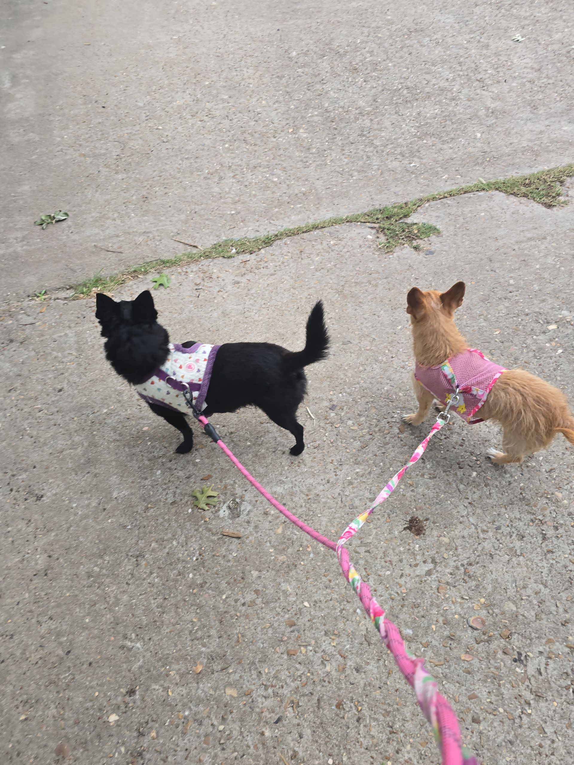 automotive window tint near me