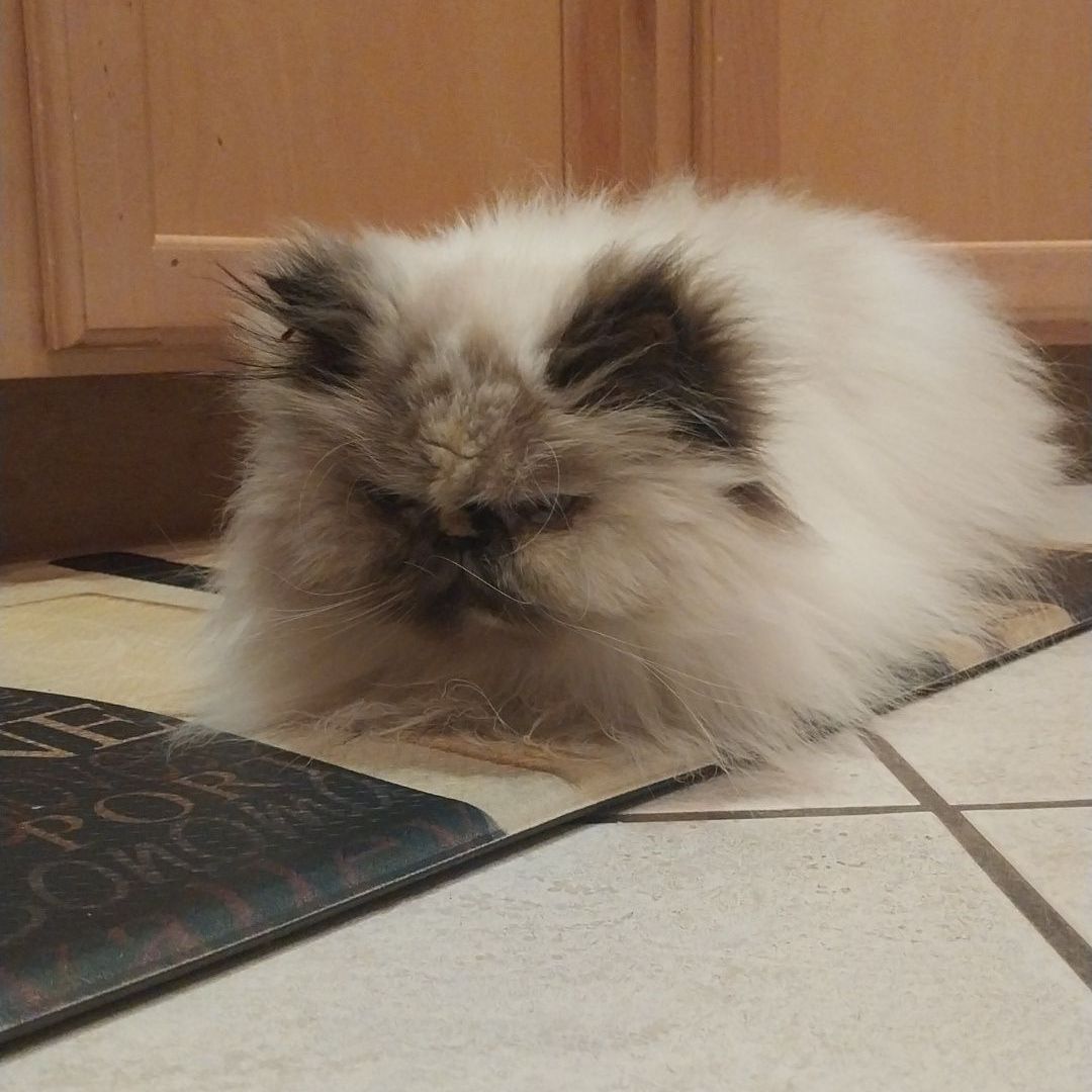 automotive window tint near me