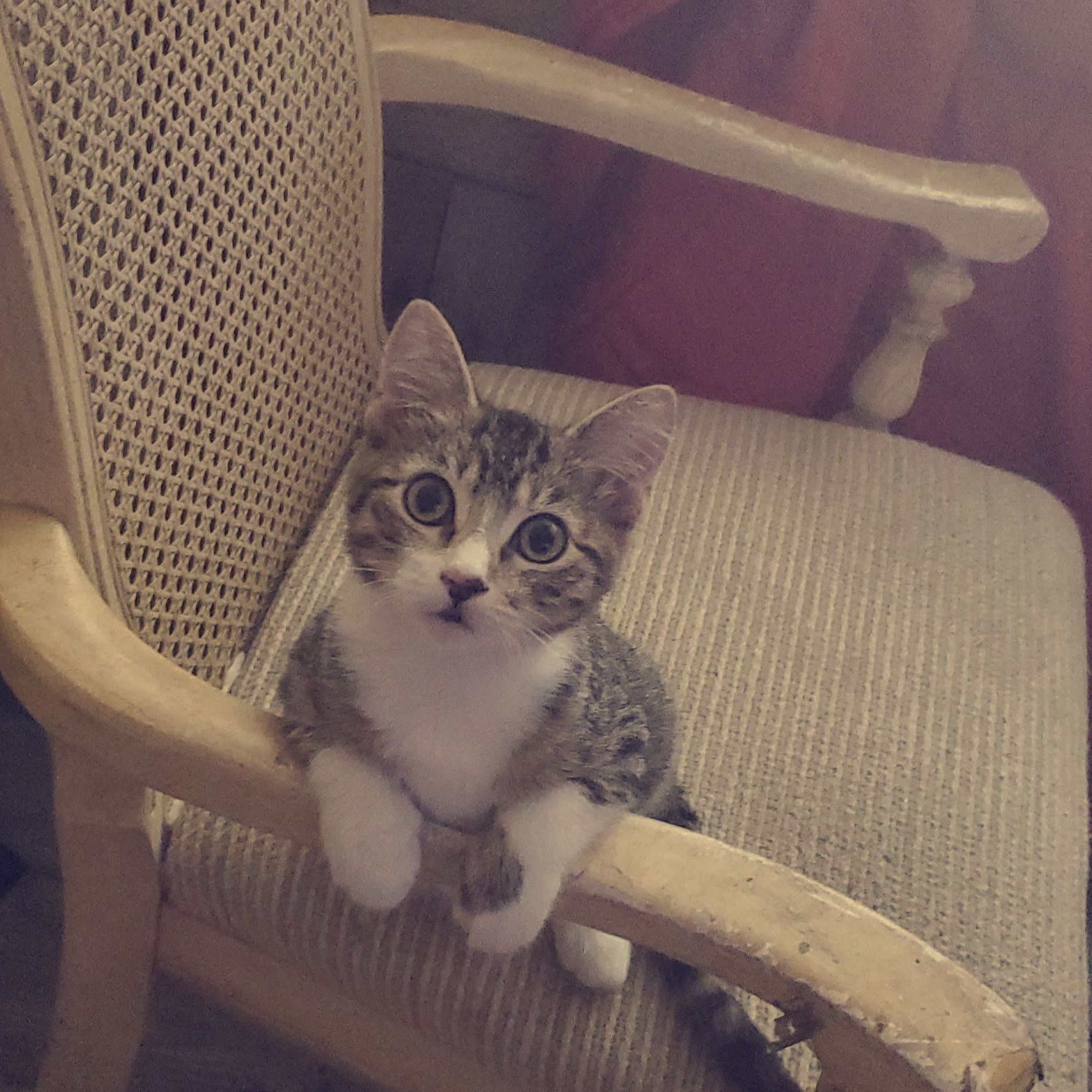 ceramic coating near me