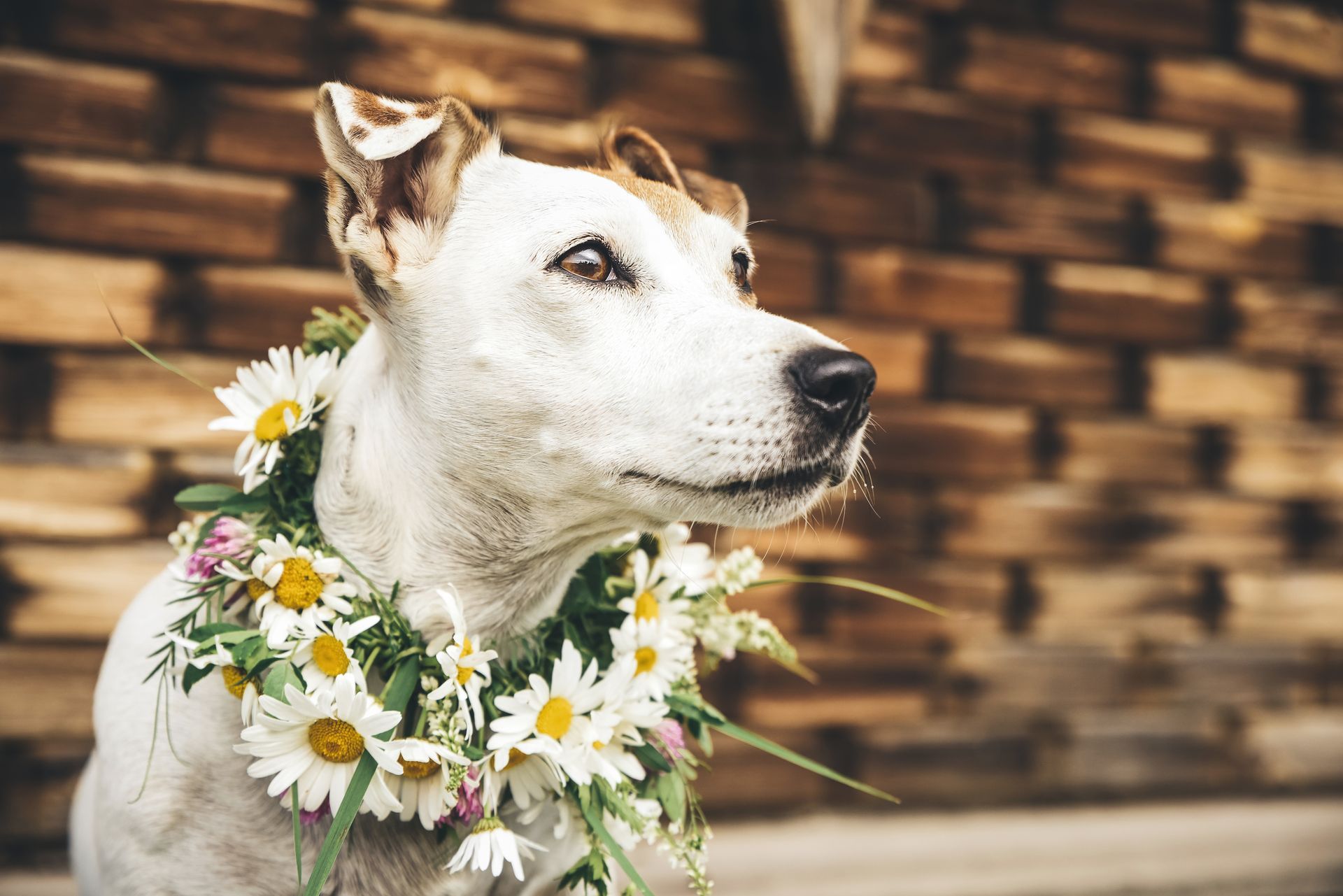 automotive window tint near me
