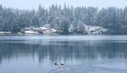 Two ducks are swimming in a lake with snow covered trees in the background.