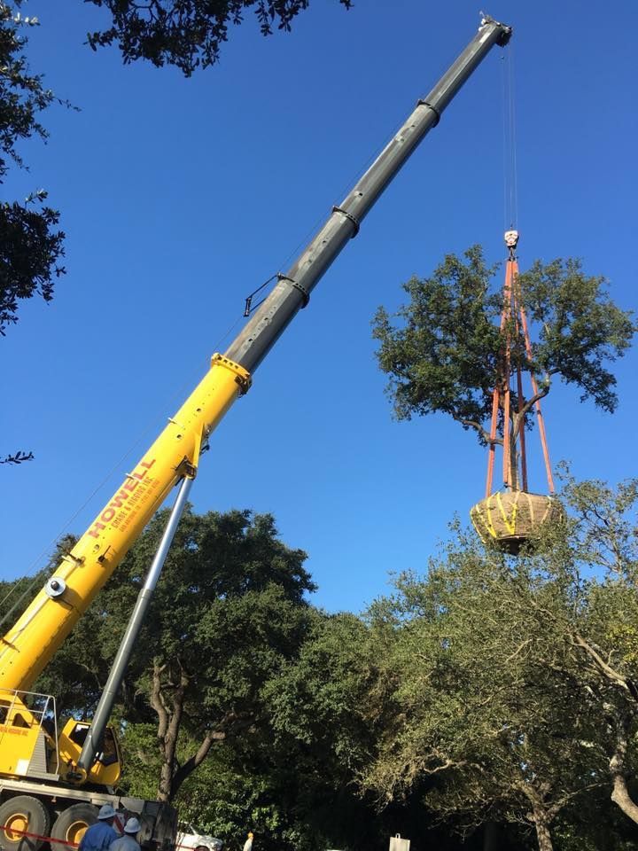 Yellow crane lifting a tree with a root ball in a sunny, outdoor setting.