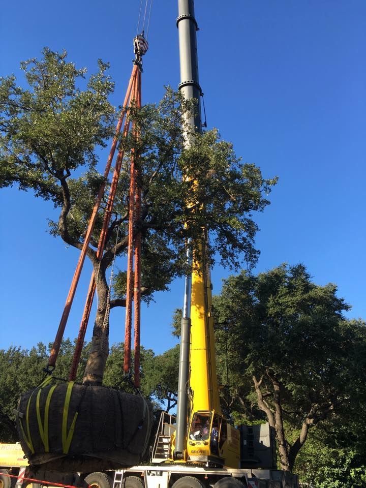 A crane lifts a large tree, its roots encased, against a bright blue sky. The scene likely depicts tree transplanting.