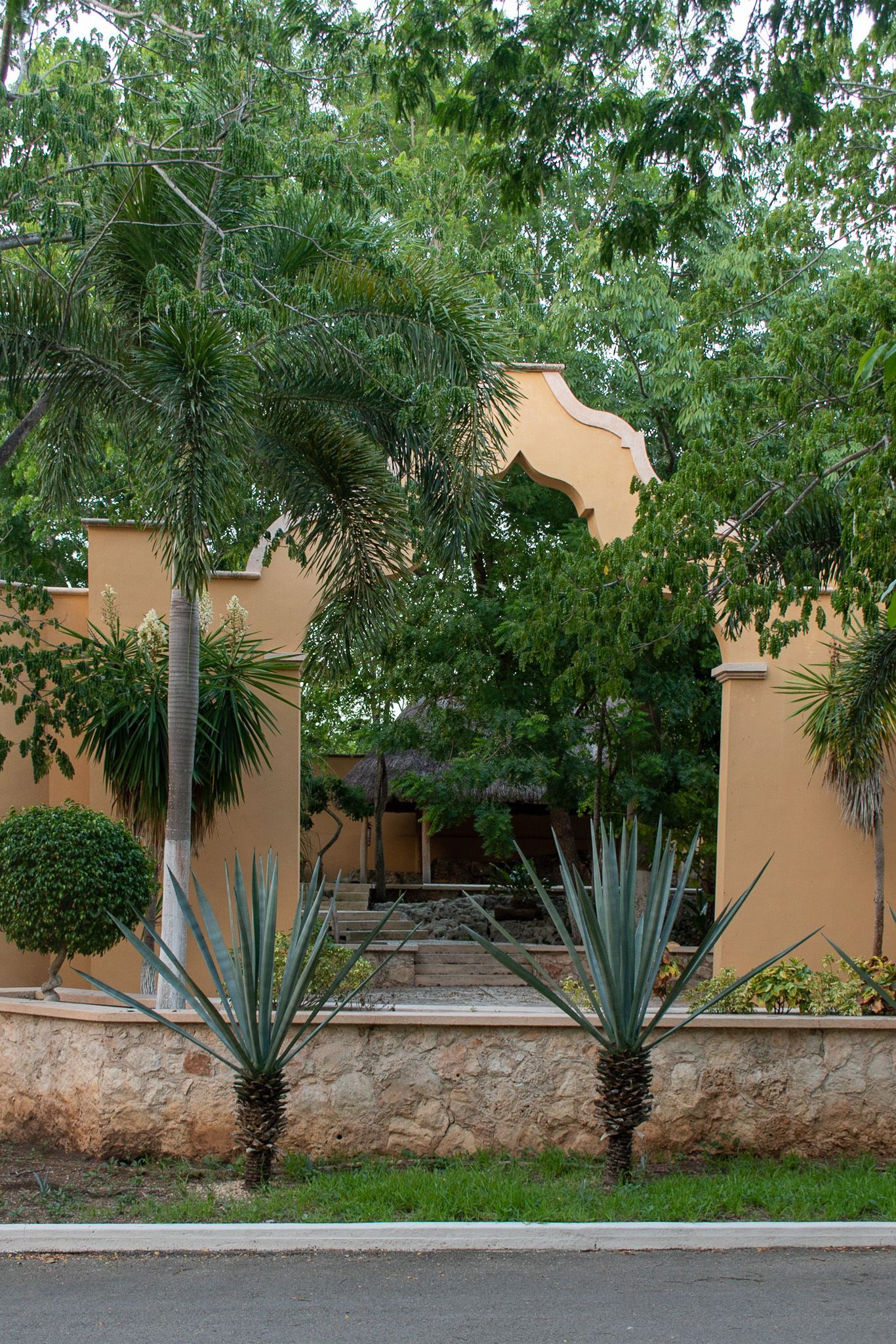 Dos plantas de agave están frente a un edificio.