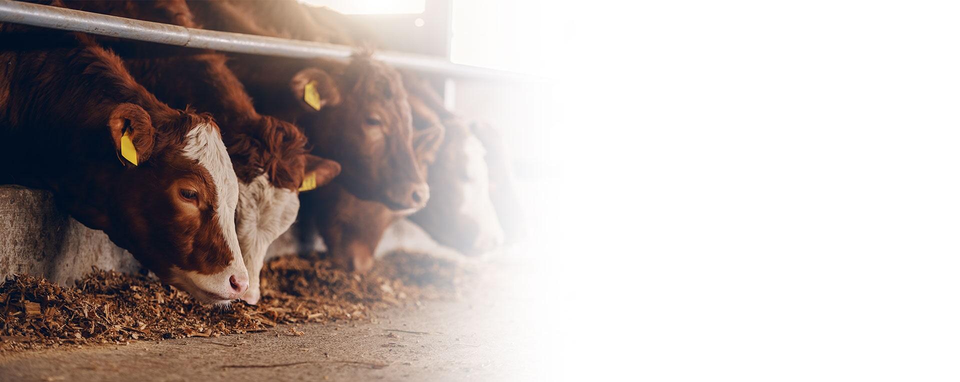 PRODUCTOS CURTIENTES 