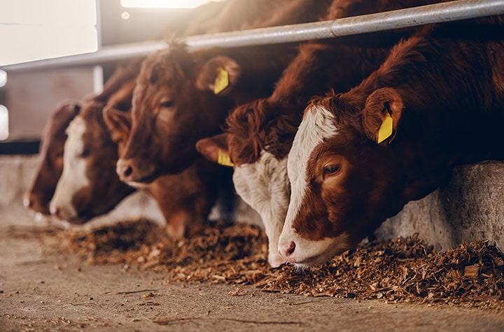 PRODUCTOS CURTIENTES - Alimentación animal