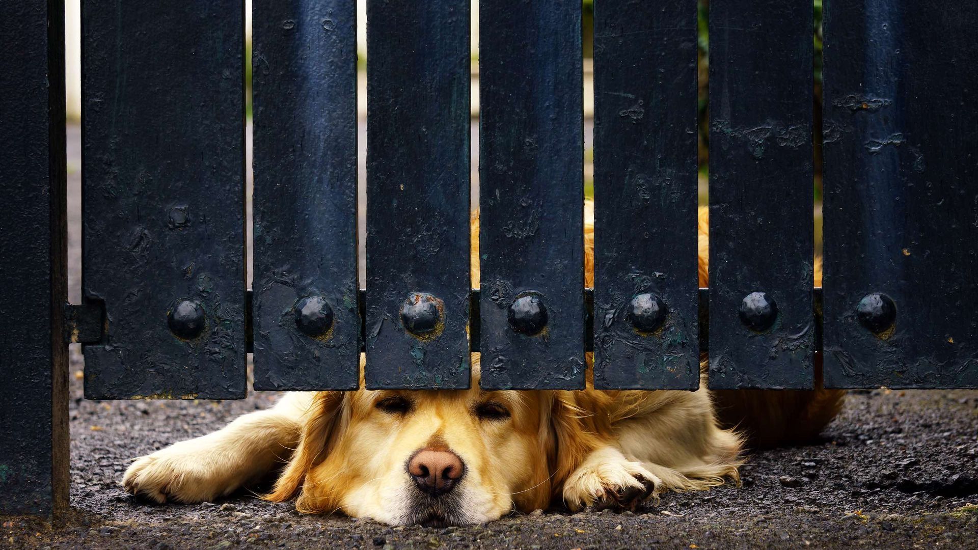 A brown and white dog behind a chain link fence