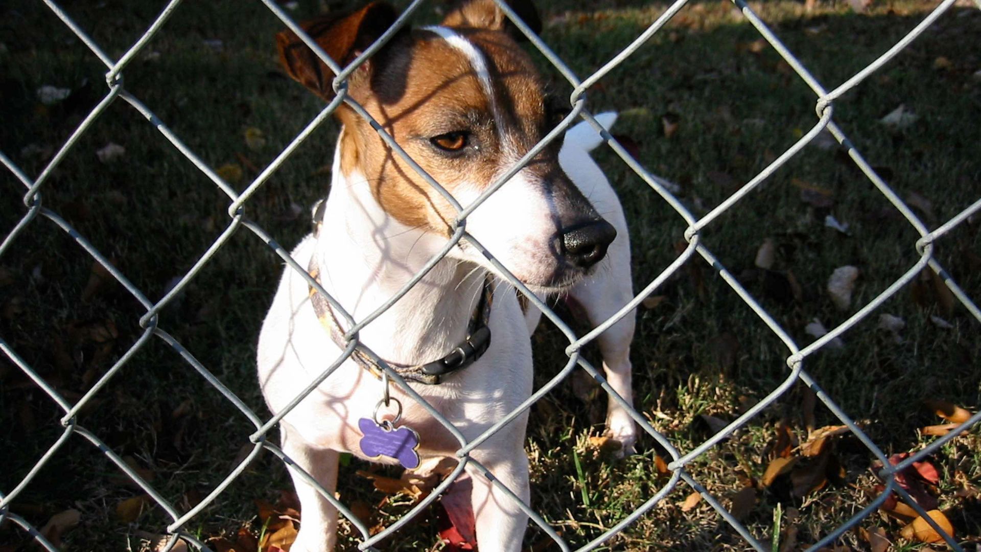 Dog behind a chain-link fence, brown and white fur, looking at camera.