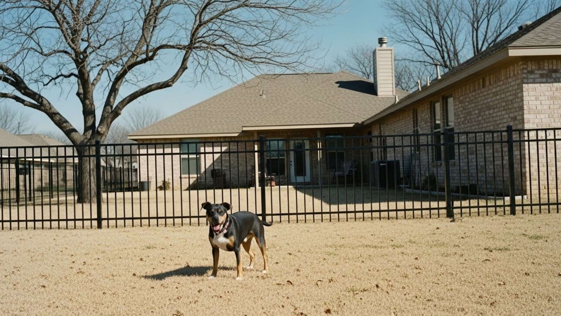 Dog standing in a fenced yard, with a brick house in the background on a sunny day.