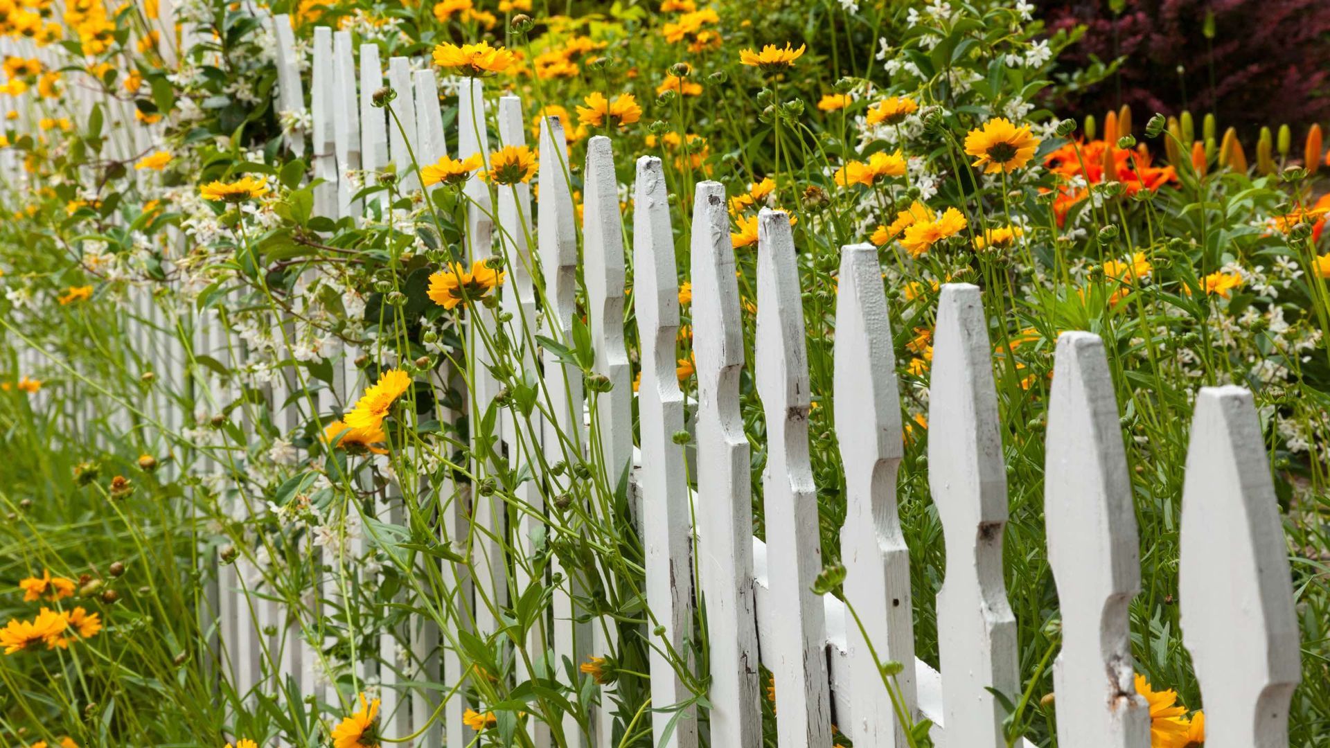A white picket fence surrounded by yellow and white flowers.