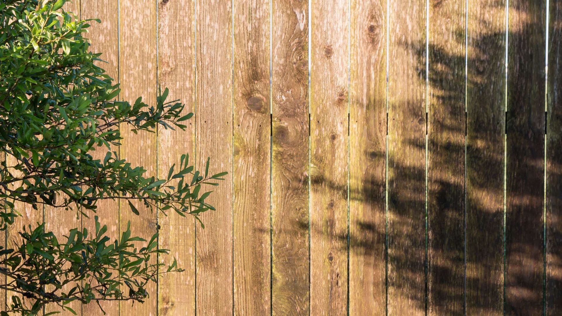 A wooden fence with a tree in the background and a shadow of a tree on it.