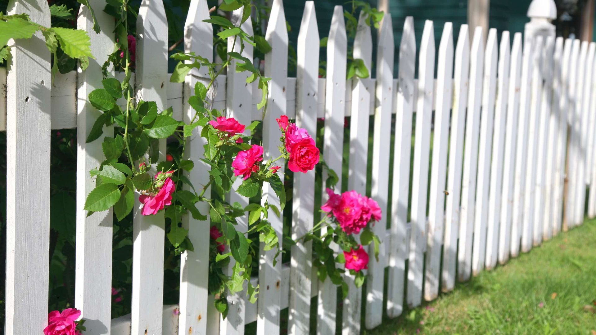 A white picket fence with pink roses growing on it.