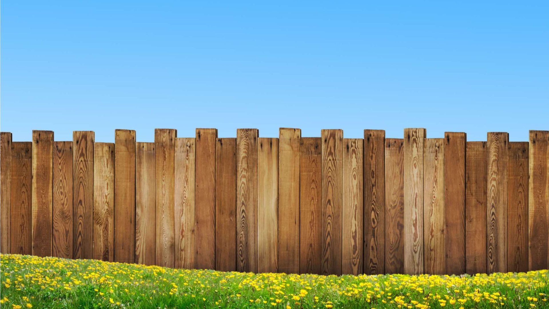 A wooden fence surrounds a field of yellow flowers.
