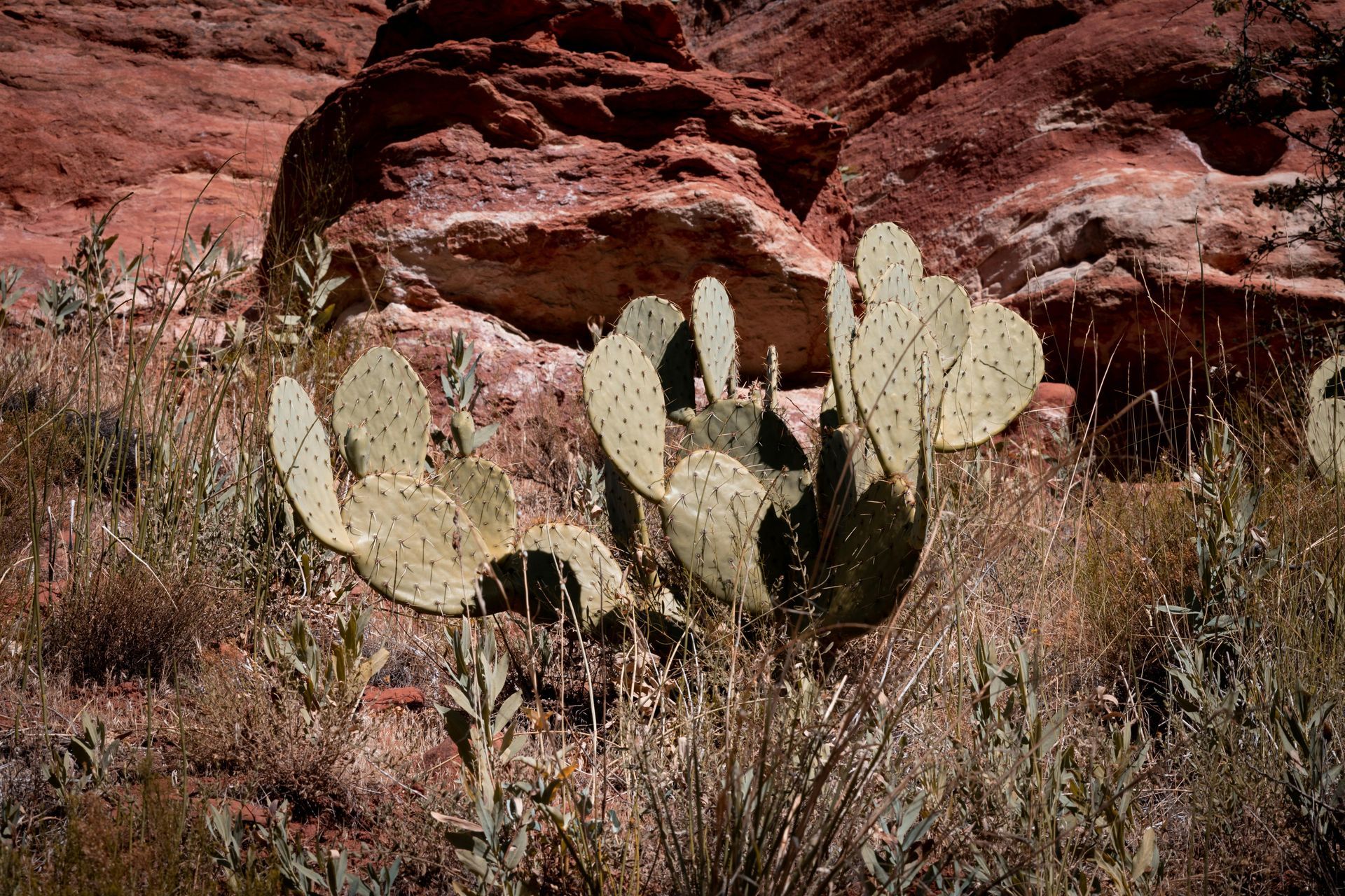 Prickly pear cactus in a dry desert landscape with red rocky cliffs behind it