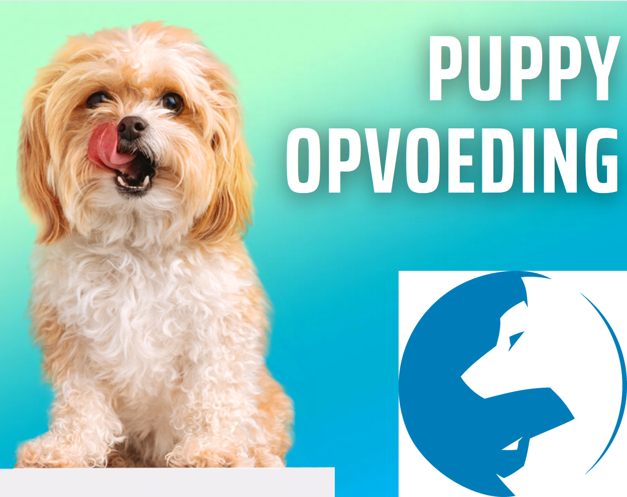 Puppy Opvoeding