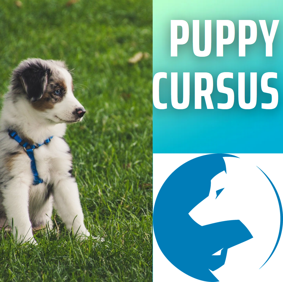 Een puppy met een blauw harnas zit in het gras