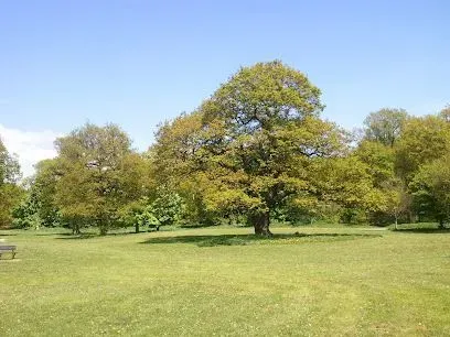 Lush green park with a large tree in the center under a clear blue sky.