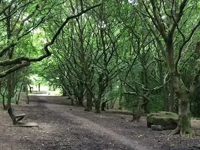 Dirt path through a green forest with trees lining the sides. A bench sits on the left.