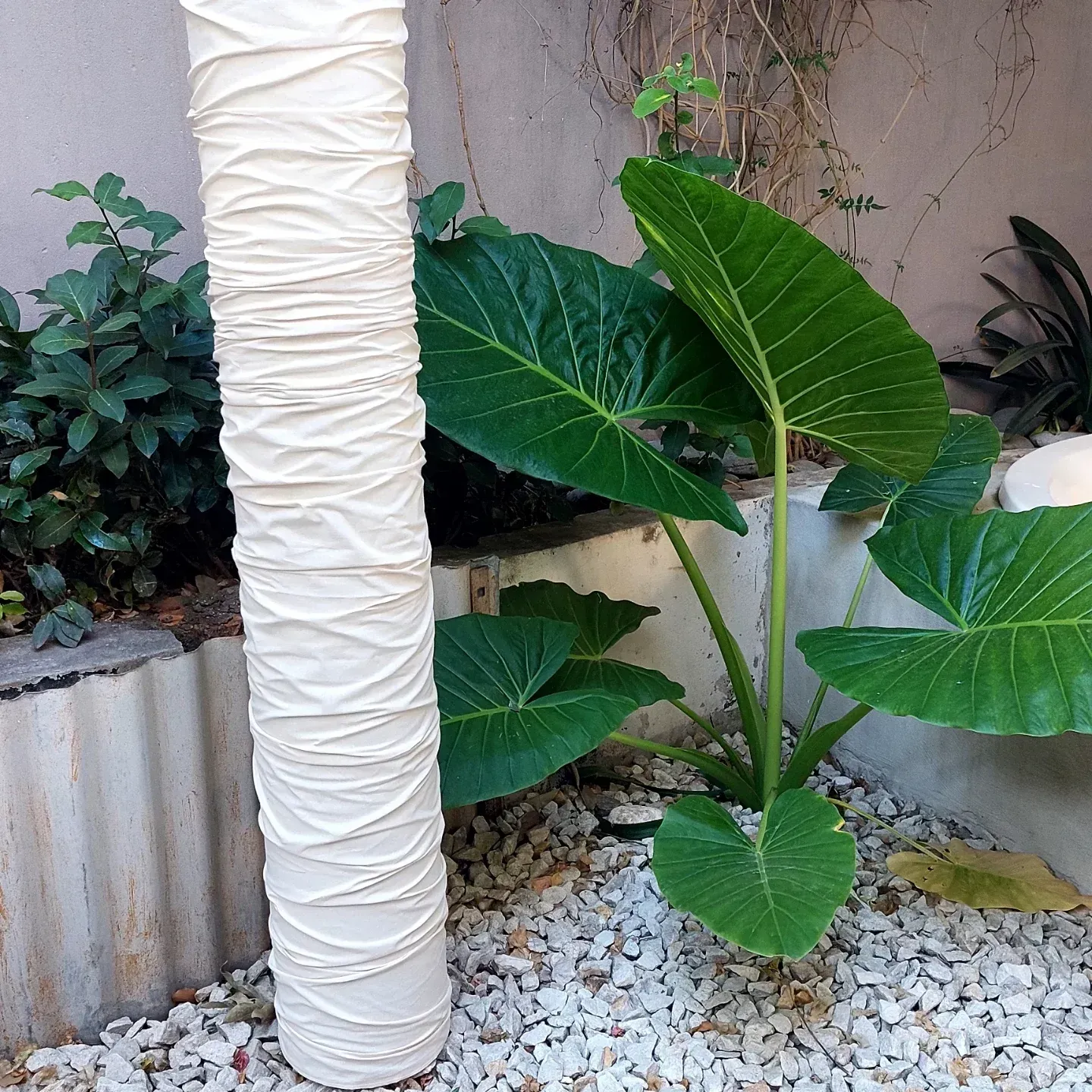 Planta tropical joven de color verde junto a un tronco de árbol envuelto en blanco en un jardín de grava.