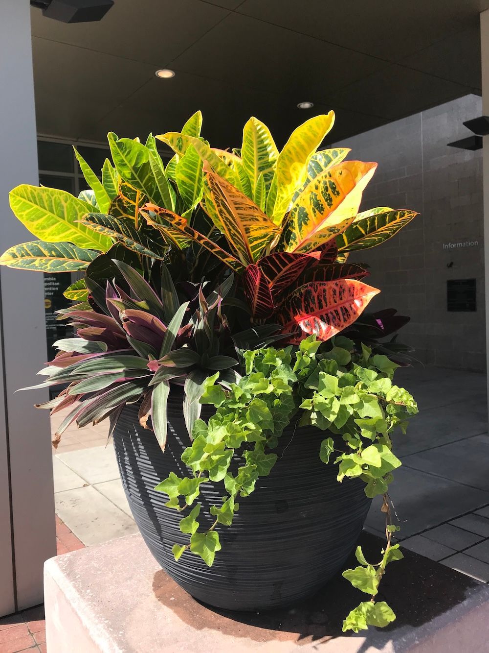 beautiful plant in office space