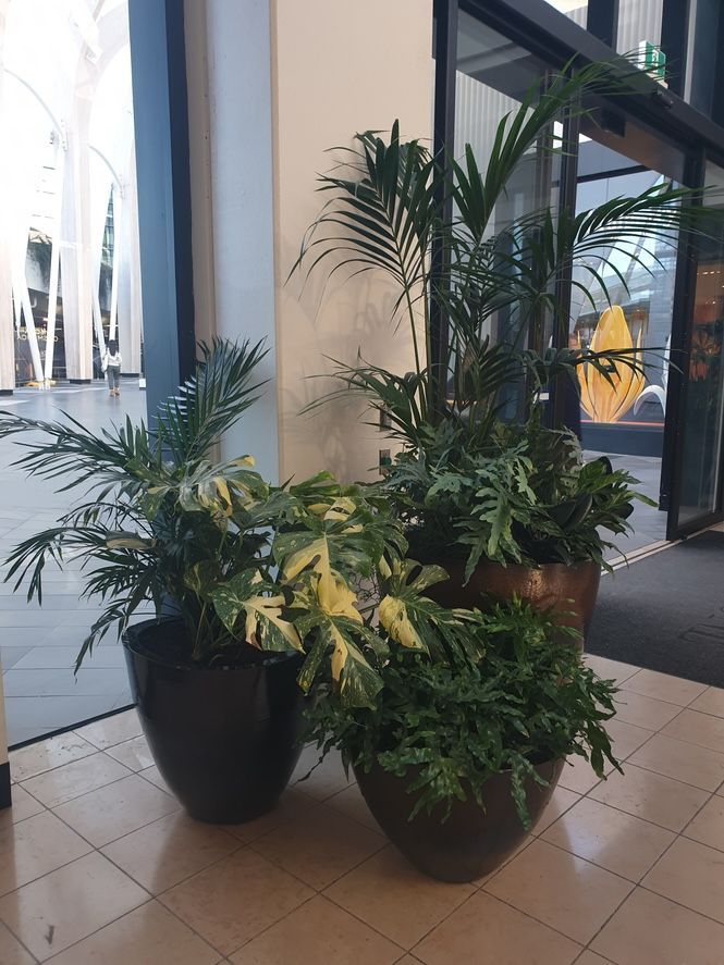 beautiful plant in office space
