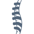 icona spina dorsale