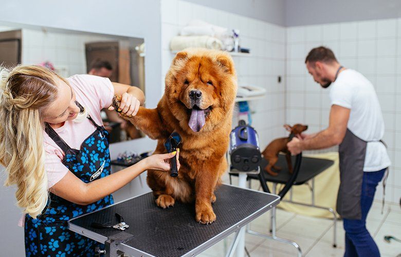 Dog Grooming — Woman Cutting Dog’s Hair in Franklin, OH