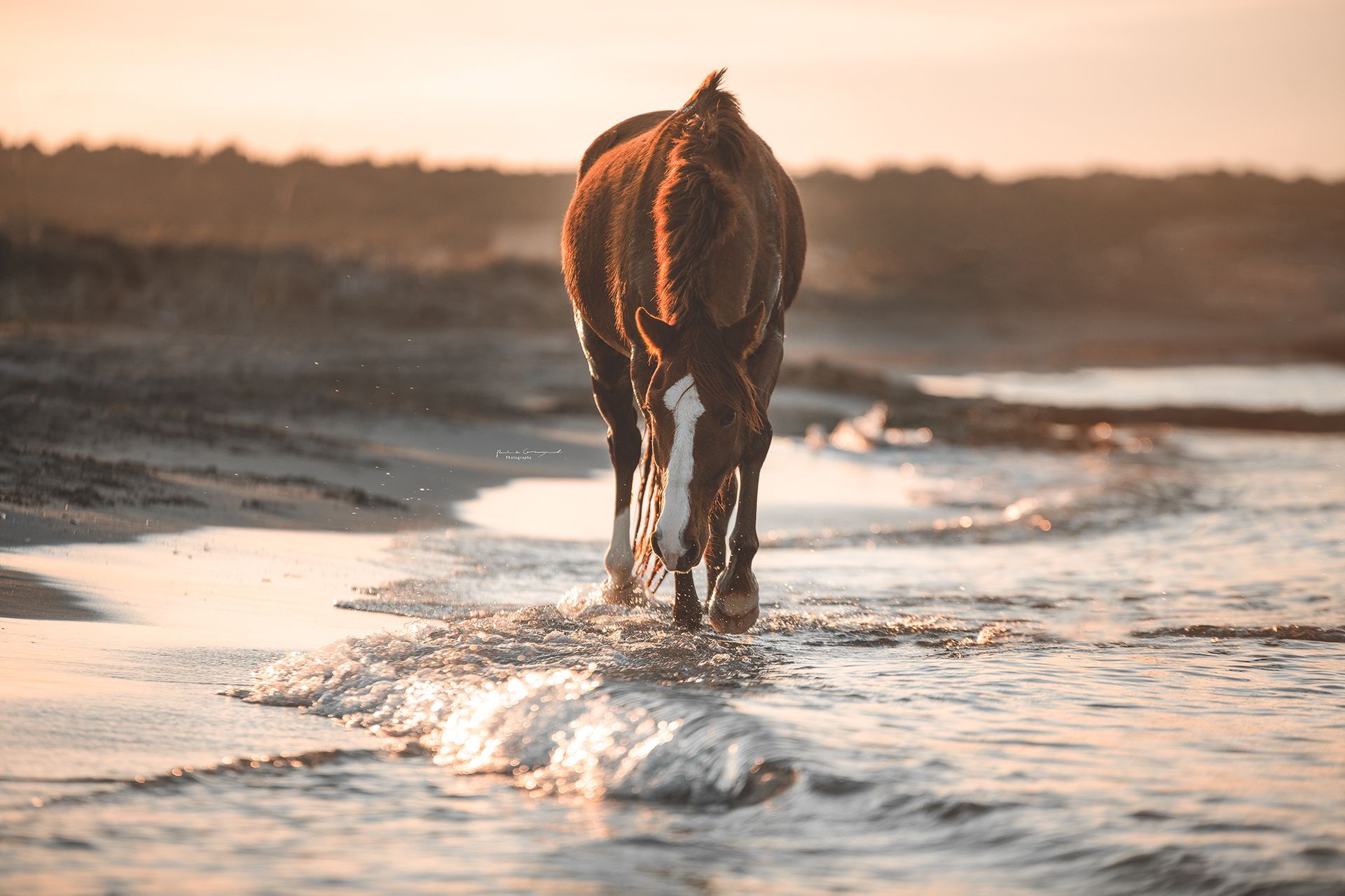 A dark horse with a white face marking walks through shallow ocean waves on a sandy beach during sunset.