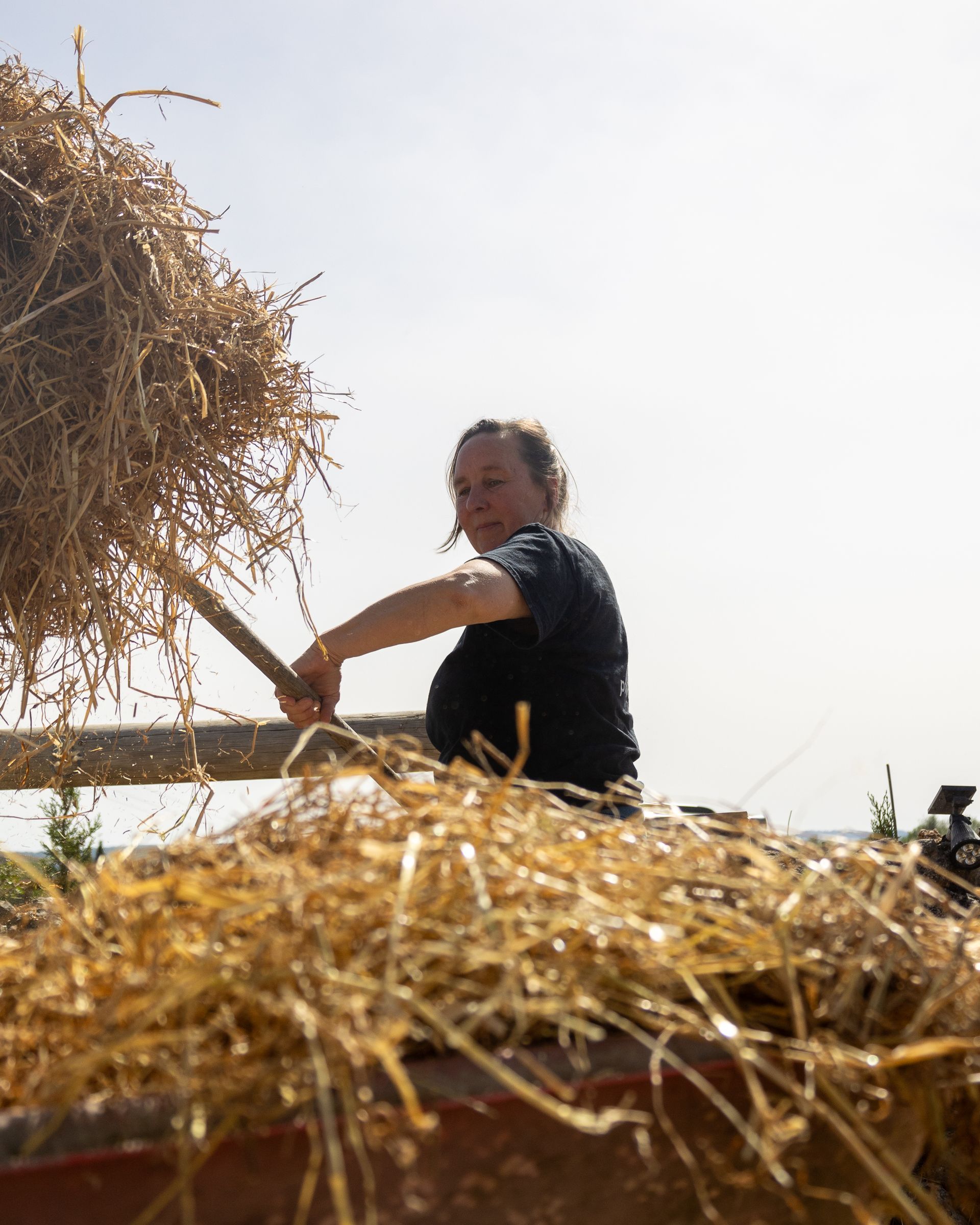 Person in black shirt tossing straw hay on a sunny farm scene