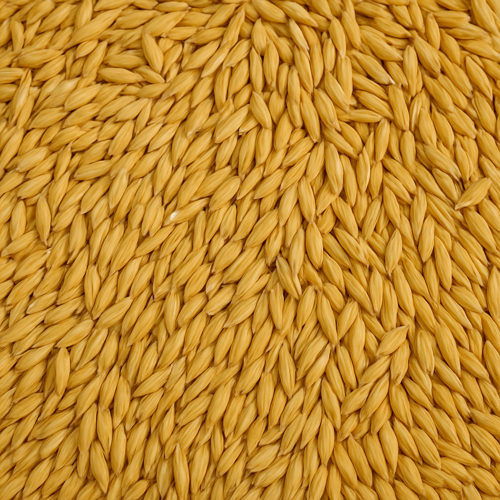 ahaufnahme eines Haufens goldgelber Haferkörner, dicht aneinanderliegend; Primer plano de un montón de granos de avena dorados, compactados entre sí
