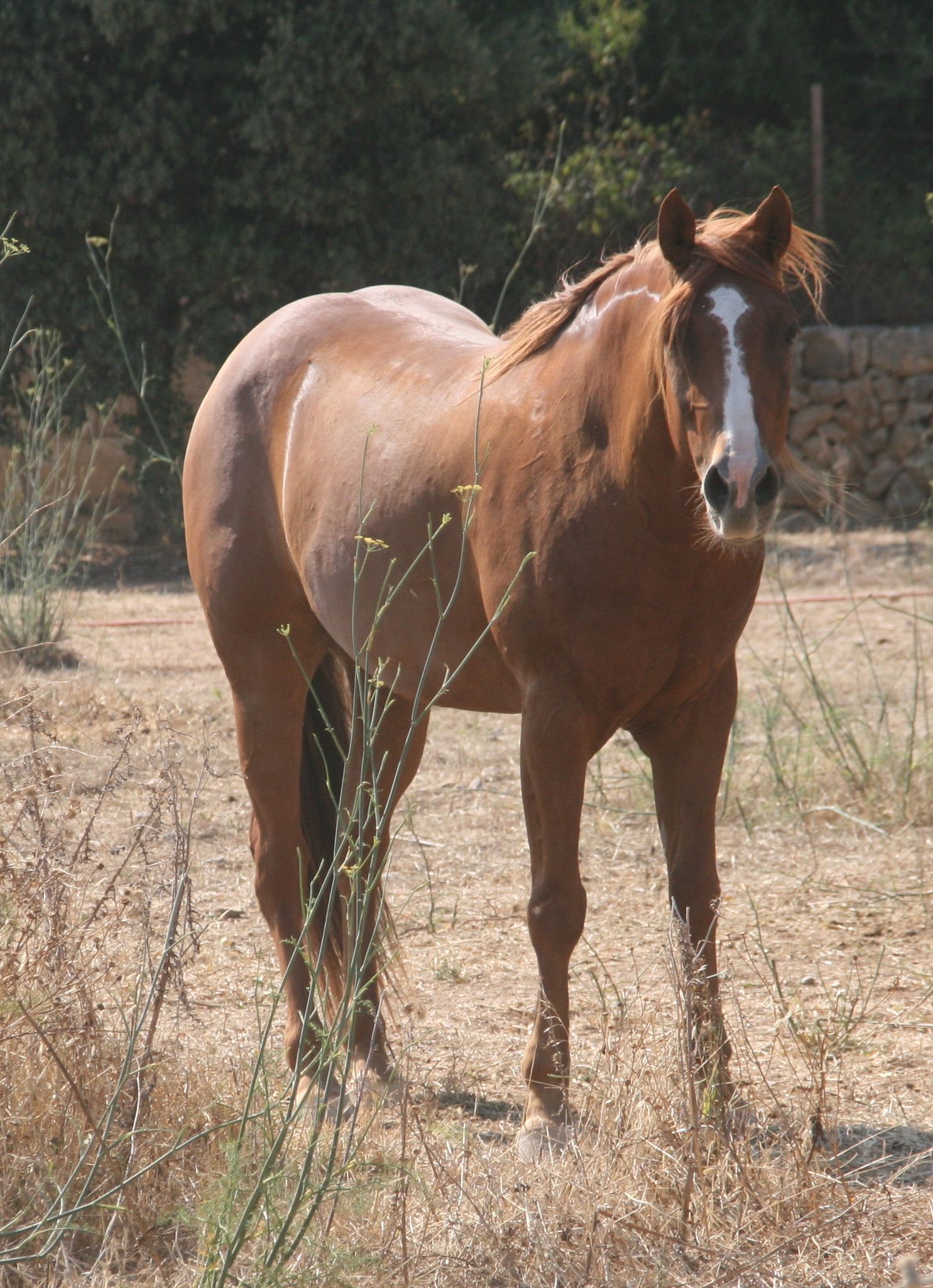 Brown horse standing in a dry field with trees in the background